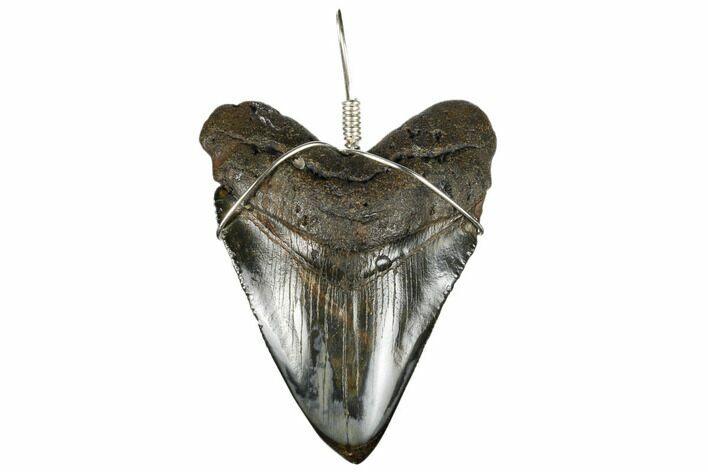 Fossil Megalodon Tooth Necklace #173812